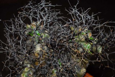 Tylecodon 005yy.jpg