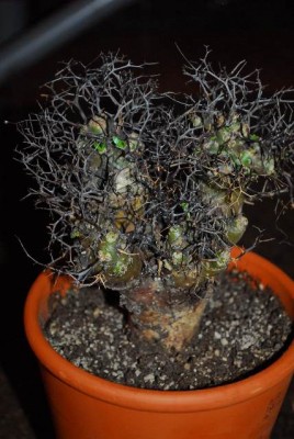 Tylecodon 007yy.jpg