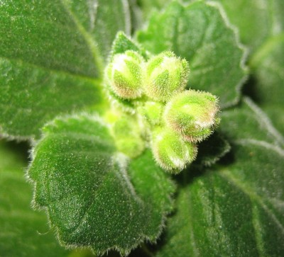 2013 Herbst 3 184.jpg