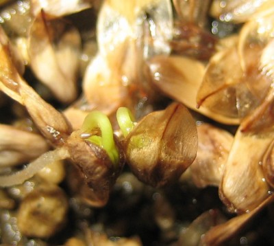 Keimlinge Australische-Strandkiefer.jpg