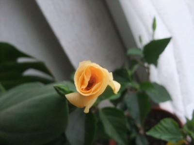 DSCF8066.JPG