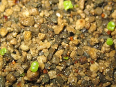 lebende Steine Lithops 243.jpg