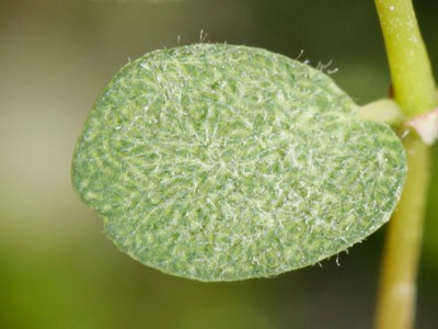 131013_unbekannte_blatt.jpg