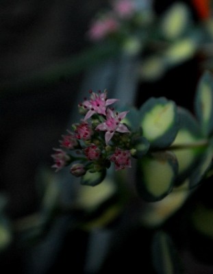 Crassulaceae 088yy.jpg