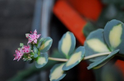 Crassulaceae 090yy.jpg