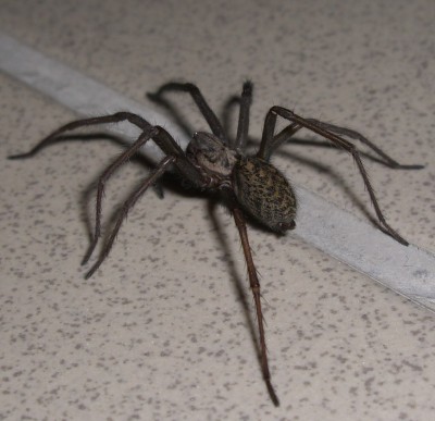 Spinne5.JPG