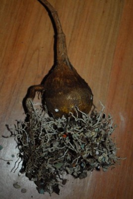 Petopentia 020yy.jpg