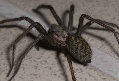 Spinne5 - Kopie.JPG