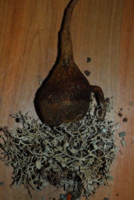 Petopentia 021yy.jpg