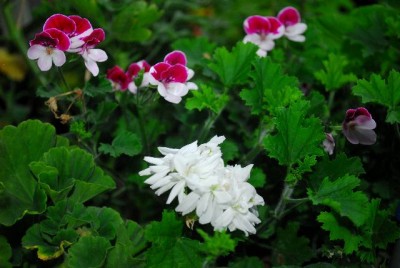 Herbst213 015yy.jpg