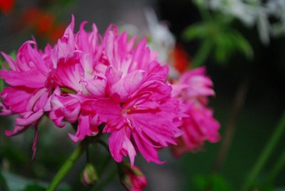 Herbst213 018yy.jpg