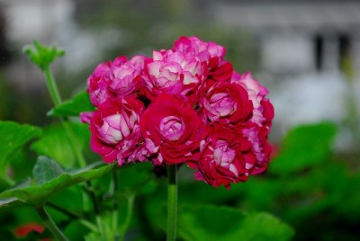 Herbst213 021yy.jpg