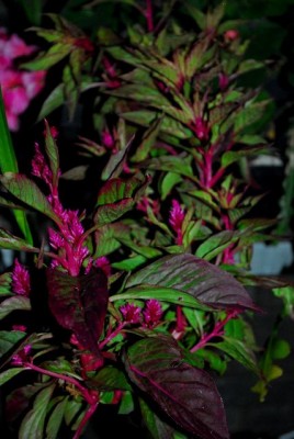 Herbst213 022yy.jpg