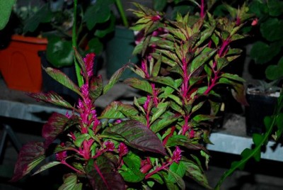Herbst213 023yy.jpg