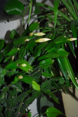 Schlumbergera213 007yy.jpg