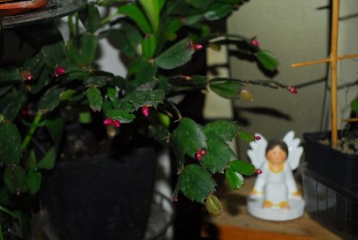 Schlumbergera213 008yy.jpg