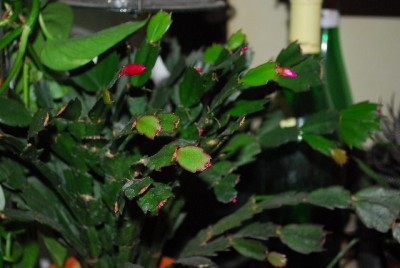 Schlumbergera213 009yy.jpg
