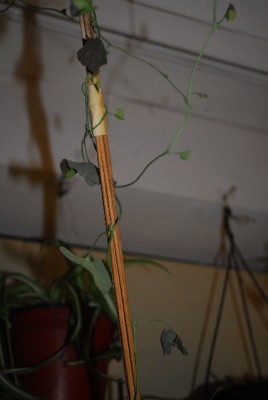 Aristolochia 033yy.jpg