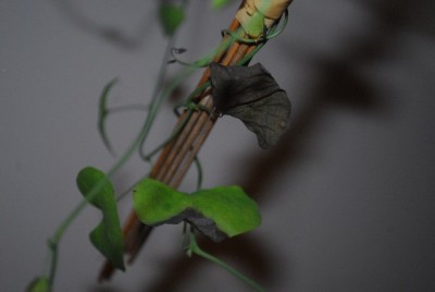 Aristolochia 034yy.jpg