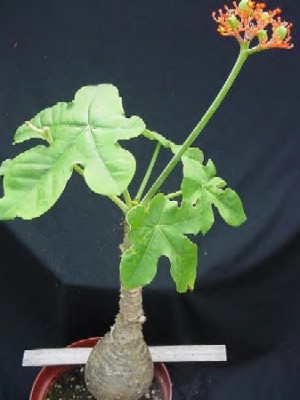 jatropha_podagrica_1.jpg
