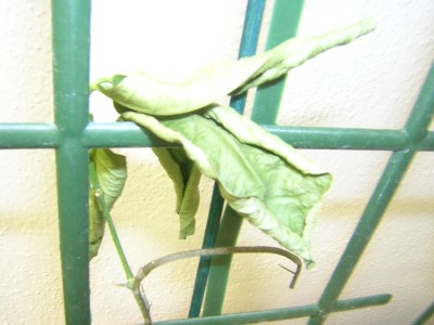 DSCN4019.JPG