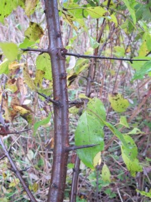 Purgier-Kreuzdorn.JPG