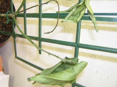 DSCN4018.JPG