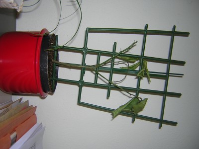 DSCN4017.JPG
