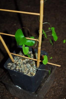 Dioscorea 034yy.jpg