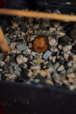 Dioscorea 035yy.jpg