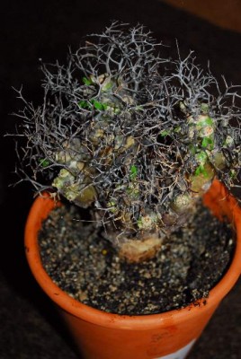 Tylecodon 009yy.jpg