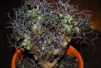 Tylecodon 010yy.jpg