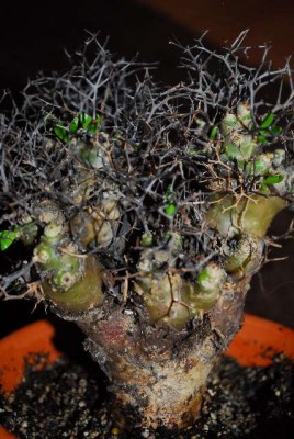 Tylecodon 011yy.jpg