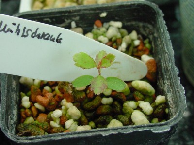 Erdbeerbaum 300507.jpg