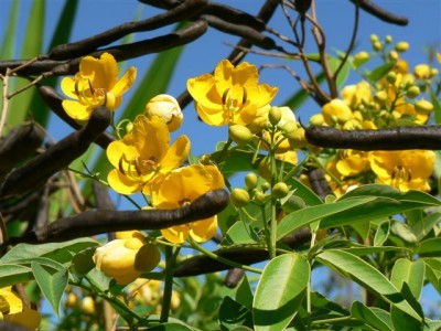 Horsts Pflanzen 030.jpg