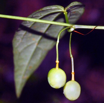 Passiflora kwangtungensis Fruechte.jpg