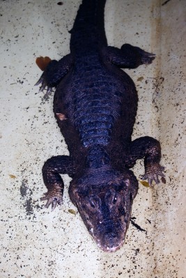 zwergkrokodil.jpg