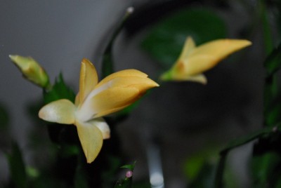 Schlumbergera213 010yy.jpg