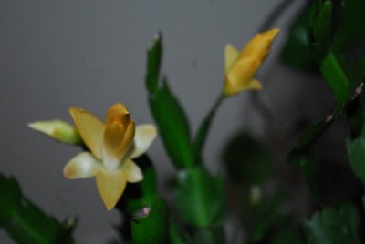 Schlumbergera213 011yy.jpg