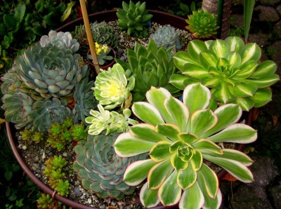 meine 10kg schwere Schale.jpg