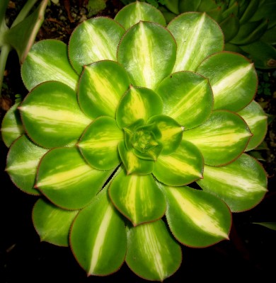 2013 Herbst 3 25206 Kopie.jpg