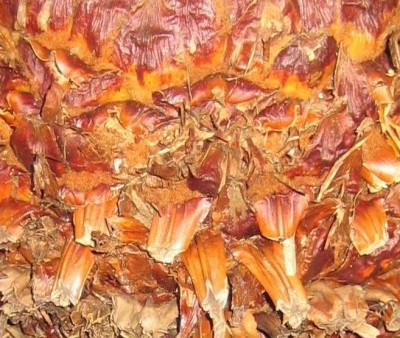 2013 Herbst 3 25230.jpg