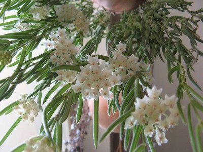 Hoya linearis_131021_03.JPG