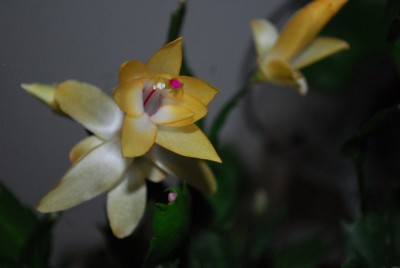 Schlumbergera213 012yy.jpg