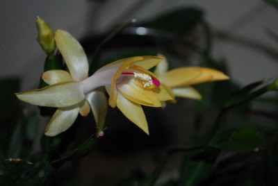 Schlumbergera213 013yy.jpg