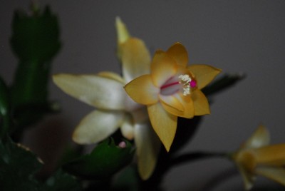 Schlumbergera213 015yy.jpg