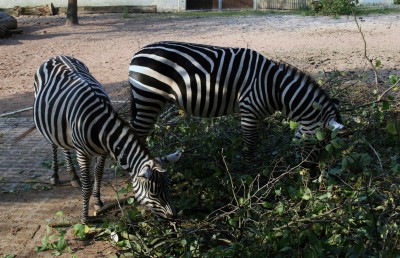 zebras.jpg