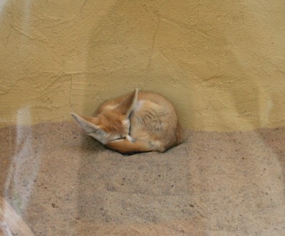 wuestenfuchs.jpg