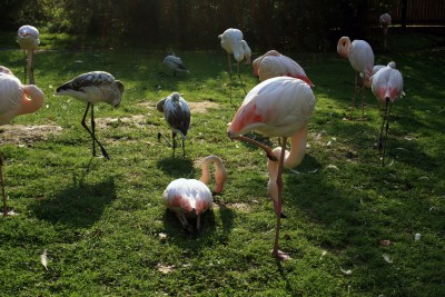 flamingos.jpg