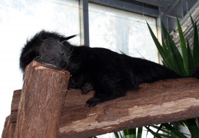 binturong.jpg